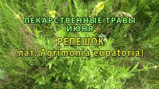 Лекарственные растения июня Репешок