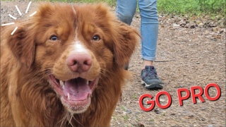 Большие прогулки с СОБАКАМИ в ПИТЕРЕ. Пёс сам всё снимает на GO PRO