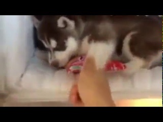 Хаски в морозилке и вылезать не хочет !... )))