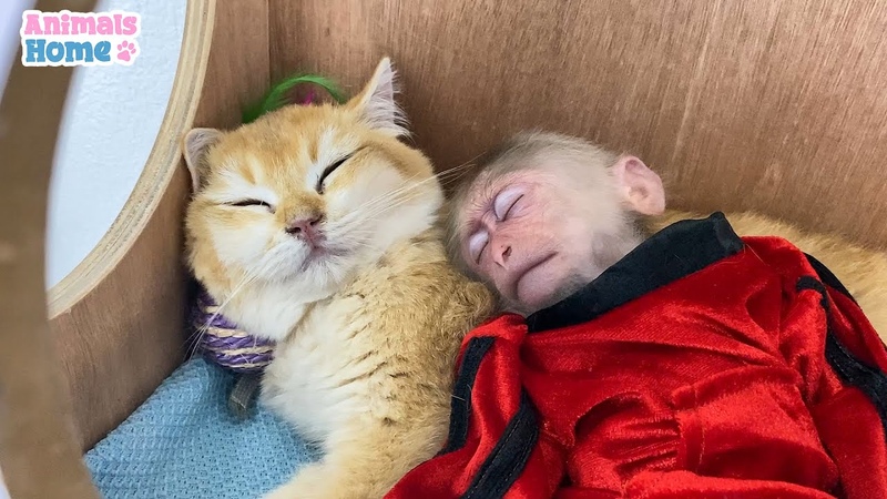 Bi Bi and Ody obedient sleep when Dad is