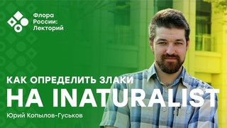 Как определять злаки на iNaturalist? (Юрий Копылов-Гуськов)