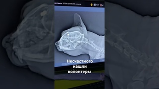 Шерхана расстреляли