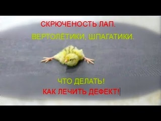 Перепела шпагатики и другие отклонения. Способы лечения. Результат 100%