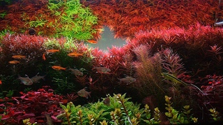 The STORY of a PLANTED AQUARIUM  - Easy Dutch Aquascape