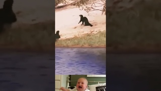 Jaguar Surprise Hunt A Otters  | Animal Funny Video | #shorts #youtubeshorts