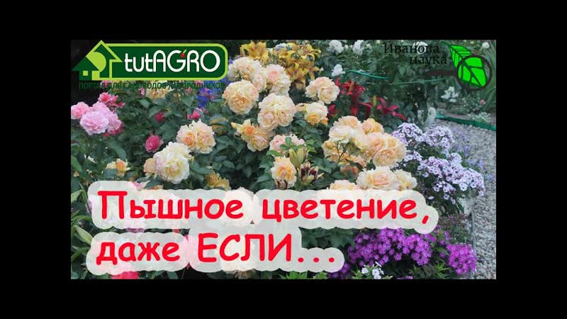 ПЫШНОЕ ЦВЕТЕНИЕ РОЗ и ДРУГИХ ЦВЕТОВ, ДАЖЕ плохо