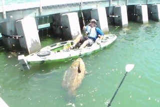 Cape Coral Man lands Largest Kayak Bottom Fish Ever!