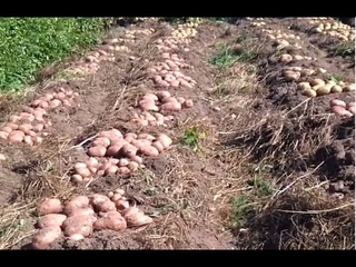 САМЫЙ любимый метод для КАРТОФЕЛЯ!