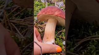 Гриб сновидение #mushroom #boletus #funghi #cepes #grzyby #porcini