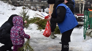 По пяти адресам в Вологде собирали ели на переработку