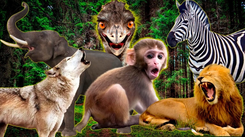SOUND OF WILD ANIMALS. Lion, Elephant, Tiger, Wolf, Fox,