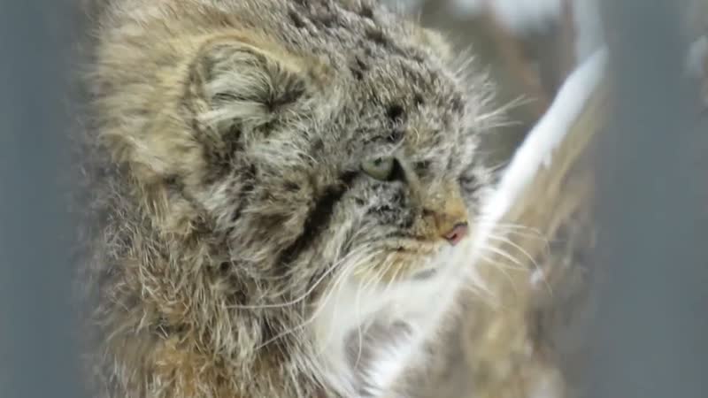Котятам манула Мии сегодня исполнилось 9 месяцев, но они не