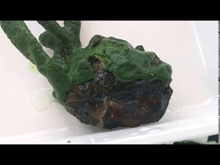 Lubomirskia baicalensis -новый объект исследования генетиков ЛЯП/New Object of DLNP Research
