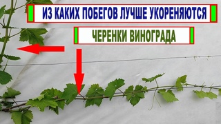 Играет ли роль с ГОРИЗОНТАЛЬНОГО или ВЕРТИКАЛЬНОГО ПОБЕГА нарезан ЧЕРЕНОК ВИНОГРАДА для укоренения