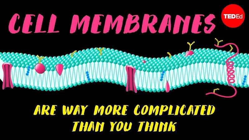 Cell membranes are way more complicated than you think Nazzy