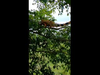 Video by Otz Andrz