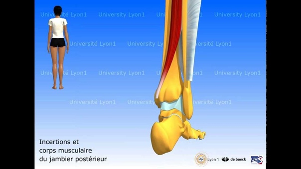 Les muscles de la jambe : loge post plan