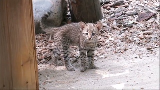 Котята жоффруа вышли поиграть