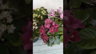 Минифиалочки.   #violets #творчество #plants #garden