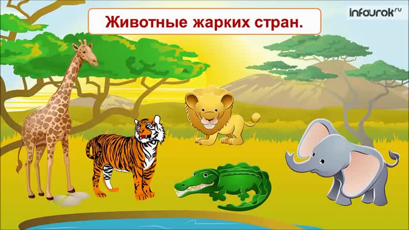животные жарких