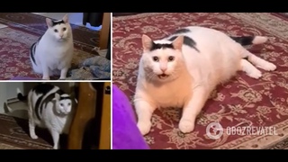 Кот Бендер лучшее ч.2