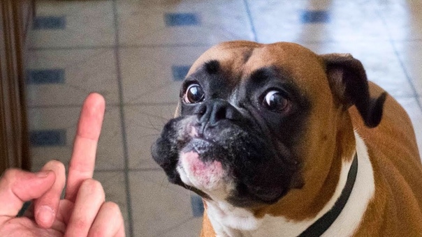 Dog Really Hates Middle Finger