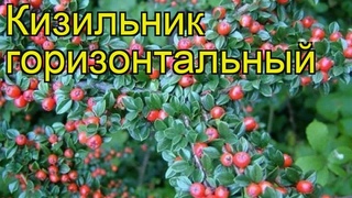 Кизильник горизонтальный. Краткий обзор, описание характеристик cotoneaster horizontalis