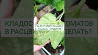 Кладоспориоз томатов. Что делать  #огород #дача #сад #томаты #лайфхаки #лайфхак #garden #сад