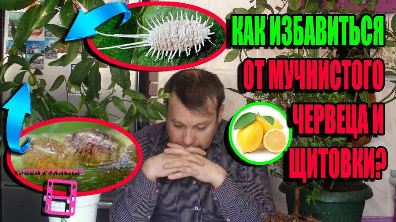 КАК БОРОТЬСЯ СО ЩИТОВКОЙ И МУЧНИСТЫМ ЧЕРВЕЦОМ НА КОМНАТНЫХ