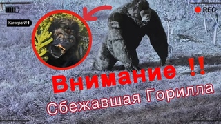 Горилла сбежала с зоопарка!!!