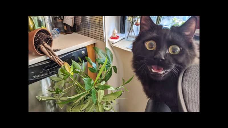 Котя Самые милые животные, 10 (кот кошка котенок кусь cat
