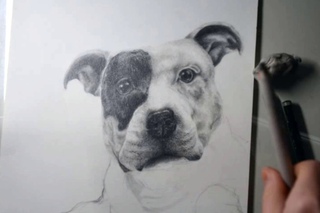 Drawing a Staffordshire Bull Terrier