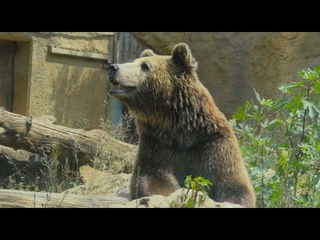 Gerry l'orso annusa qualcosa nell'aria..