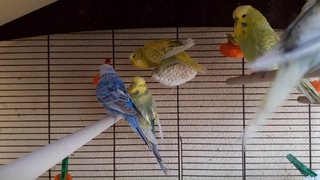 🐥 🐤 Выставочные волнистые попугаи кушают морковку в вольере