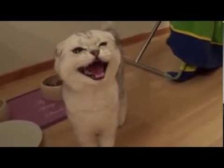 Сумасшедший голодный шотландский котенок