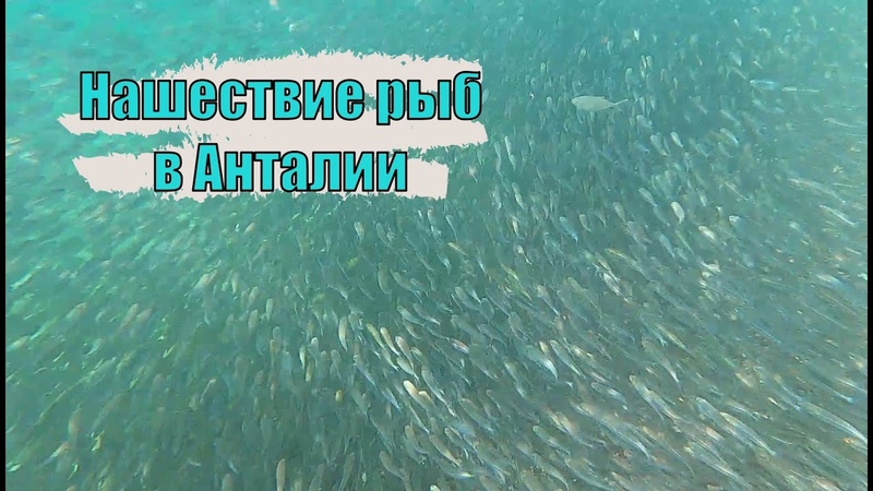 Девочки на кухне, Косяк рыб, Мода и
