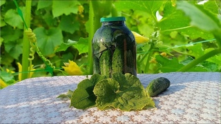 Квасим огірки на зиму