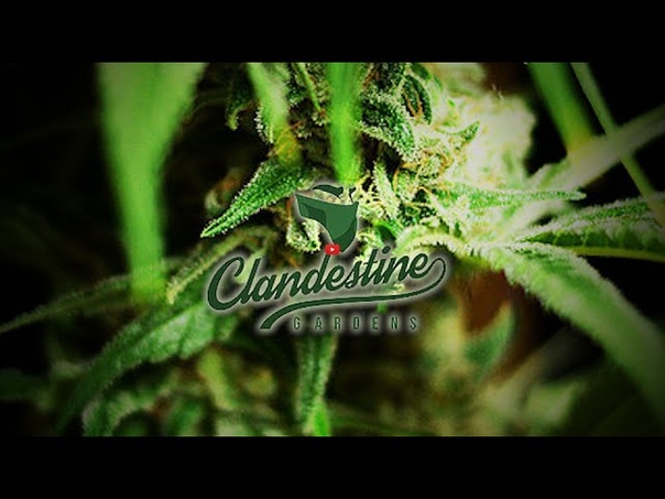 Clandestine Garden I502 LED HPS Gro
