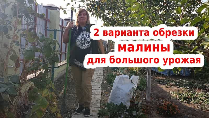 Как обрезать малину что бы на следующий год ее было