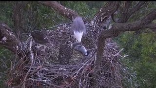 Nido di Aquila, preda ancora viva da dividere ai piccoli - Eagle's nest, prey still alive