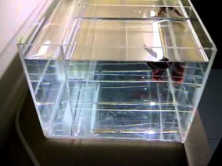 Bettas Barrack