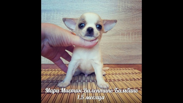 ПРОДАН Чихуа Мари Мистик Валентино