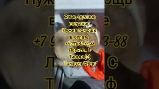 Хлоя отходит от операции.