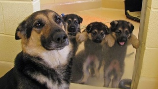 Funny and Cute German Shepherd Puppies Compilation #01 - FunniestGSD