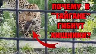 Почему в Парке львов Тайган гибнут редчайшие хищники