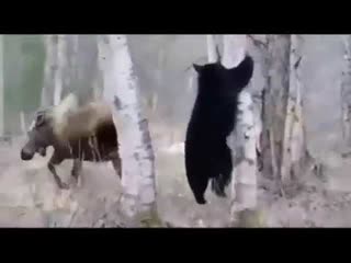 Лосиха защищает детей от медведя