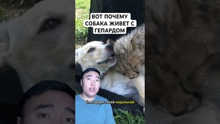 Вот Почему Собака Живёт с Гепардом