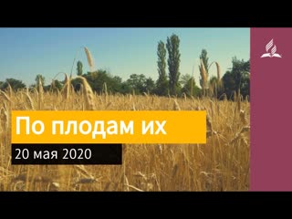 20 мая 2020. По плодам их. Взгляд ввысь | Адвентисты