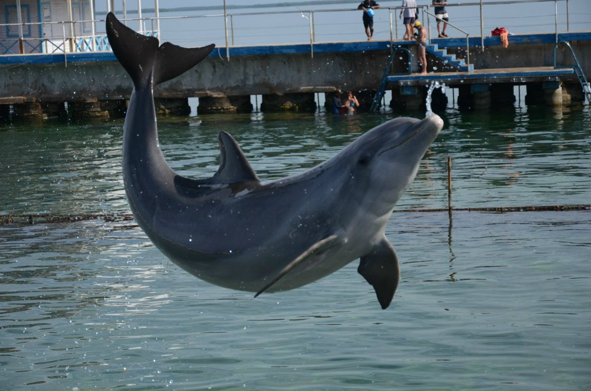 Сергей Желнинский Александрович | Воронеж