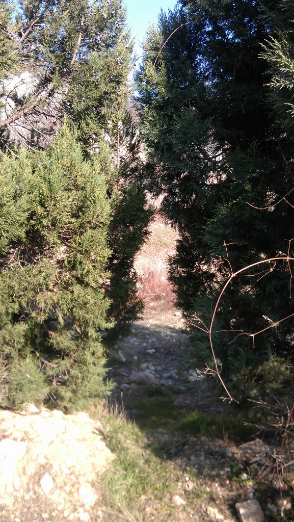 Катя Шереметева ***Grenouille heureuse*** | Nice